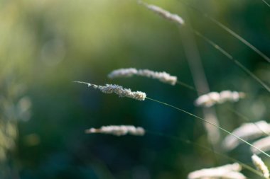 Güneşte güzel çimenler. gün batımında çim sapları.