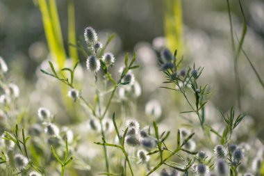 Güneşte güzel çimenler. gün batımında çim sapları.