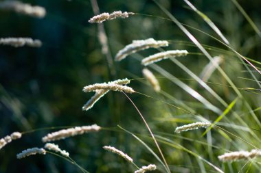 Güneşte güzel çimenler. gün batımında çim sapları.