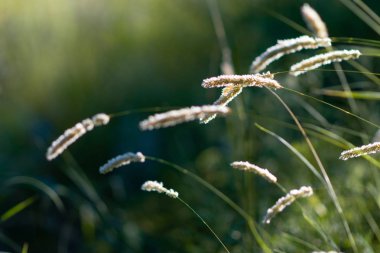 Güneşte güzel çimenler. gün batımında çim sapları.