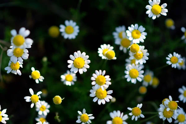 ヒナギクの美しい花 カモミールフィールド 白い花 — ストック写真