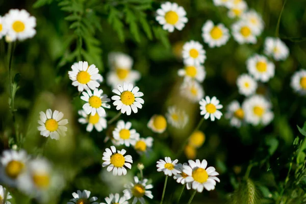Красиві Квіти Ромашок Ромашкове Поле Білі Квіти — стокове фото