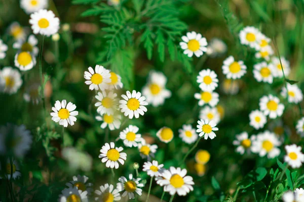 ヒナギクの美しい花 カモミールフィールド 白い花 — ストック写真