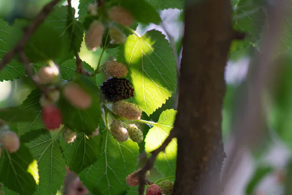 mulberry tree. mulberries on the branches.