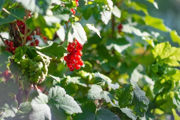 Groseille Rouge Brousse Délicieux Groseilles — Photo