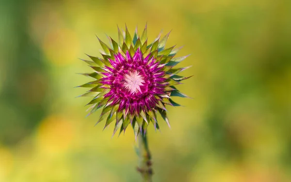 Красивый Цветок Колючками Чертополох — стоковое фото