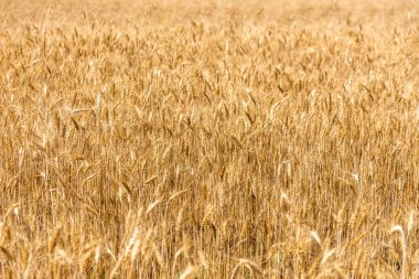 Buğday tarlası. Olgun kulaklar. sarı alan.