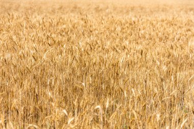Buğday tarlası. Olgun kulaklar. sarı alan.