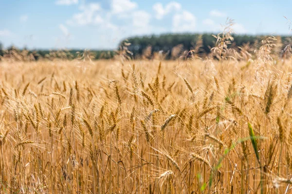 Buğday tarlası. Olgun kulaklar. sarı alan.