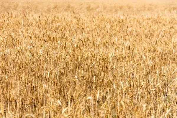 Campo Trigo Orelhas Maduras Campo Amarelo — Fotografia de Stock