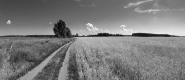 siyah beyaz panorama. alanında toprak yol. buğday tarlası. çok güzel yaz manzara. doğal duvar kağıdı.