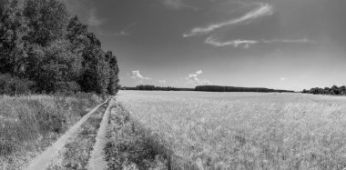 siyah beyaz panorama. alanında toprak yol. buğday tarlası. çok güzel yaz manzara. doğal duvar kağıdı.