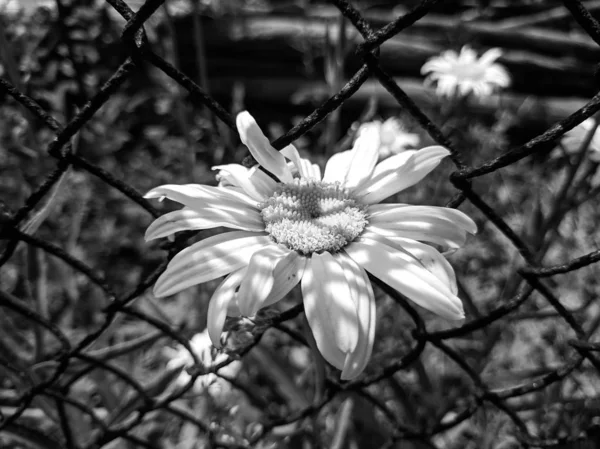 Black White Photos Flowers — 스톡 사진
