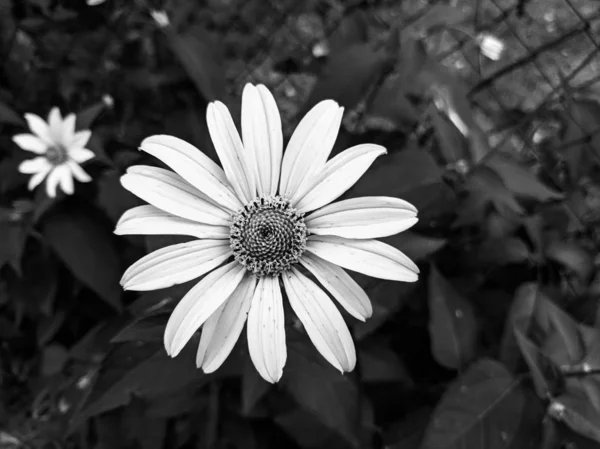 Black White Photos Flowers — 图库照片