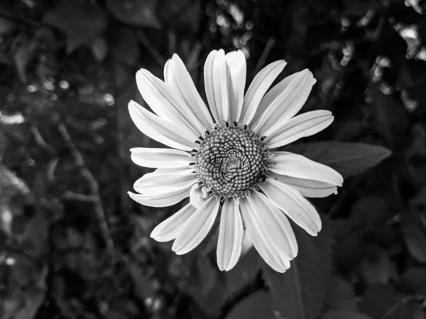 Fotos Blanco Negro Flores —  Fotos de Stock