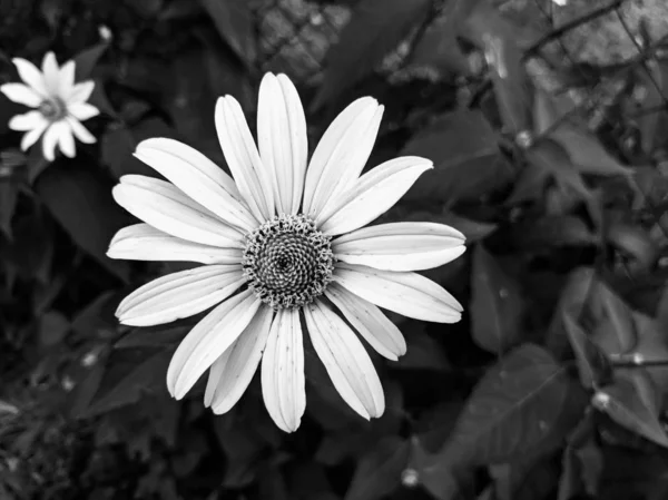 Fotos Blanco Negro Flores — Foto de Stock