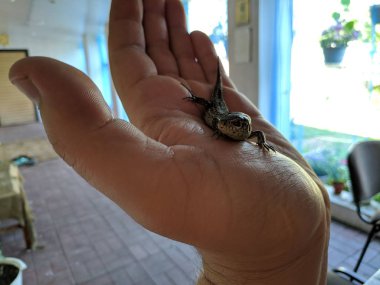 elinde kertenkele. güzel gri kertenkele.
