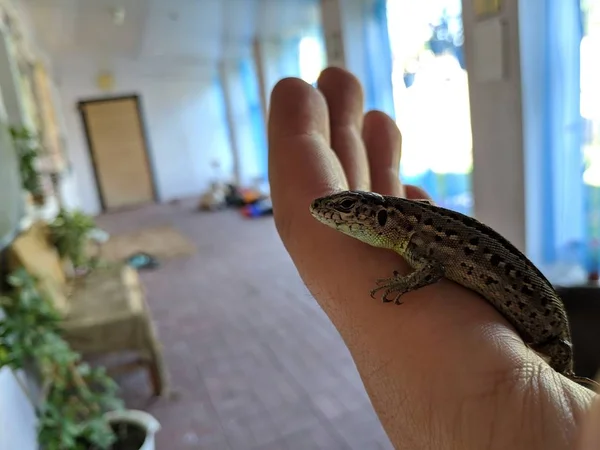 Lagarto Mano Hermoso Lagarto Gris —  Fotos de Stock