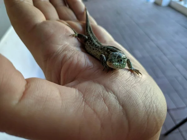蜥蜴在手 美丽的灰色蜥蜴 — 图库照片