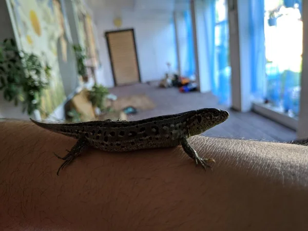 Lagarto Mano Hermoso Lagarto Gris — Foto de Stock