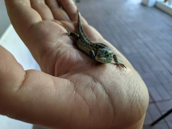 Lézard Portée Main Beau Lézard Gris — Photo