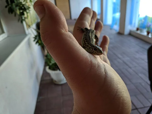 Eidechse Zur Hand Schöne Graue Eidechse — Stockfoto