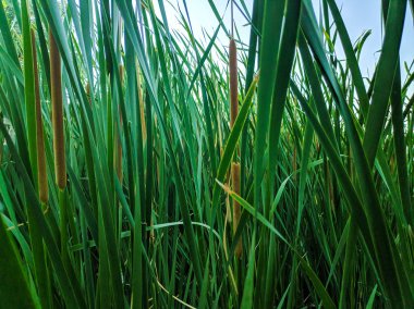 suda yeşil saz sapları