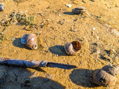 kumlu sahilde güzel deniz kabukları