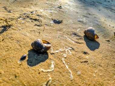 kumlu sahilde güzel deniz kabukları