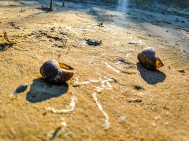 kumlu sahilde güzel deniz kabukları