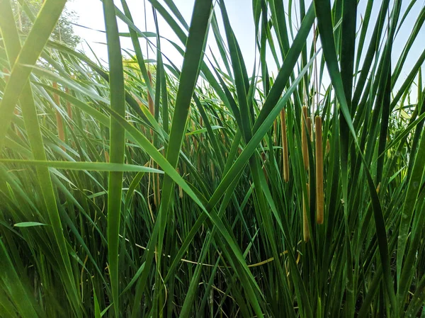 Green Reed Stalks Water — Stock Photo, Image