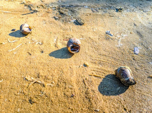 Schöne Muscheln Sandigen Ufer — Stockfoto