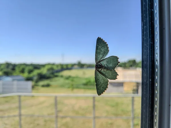 玻璃上的白飞虫 蝴蝶翅膀 — 图库照片