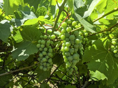 olgunlaşmamış üzümler. üzüm yeşil salkın.