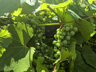 olgunlaşmamış üzümler. üzüm yeşil salkın.