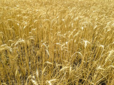 Olgun buğday kulakları bir alanda