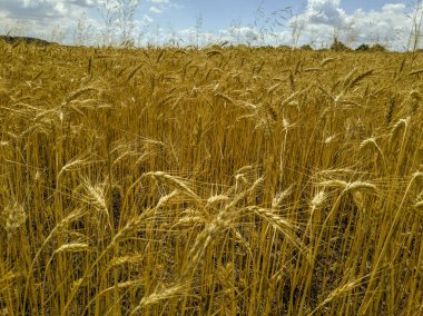 Olgun buğday kulakları bir alanda