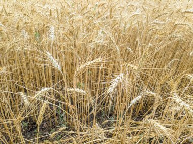 Olgun buğday kulakları bir alanda
