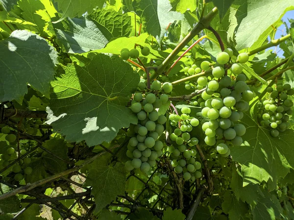 Uvas Não Maduras Cachos Verdes Uvas — Fotografia de Stock