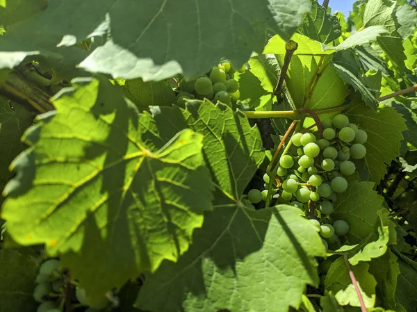 Uvas Não Maduras Cachos Verdes Uvas — Fotografia de Stock