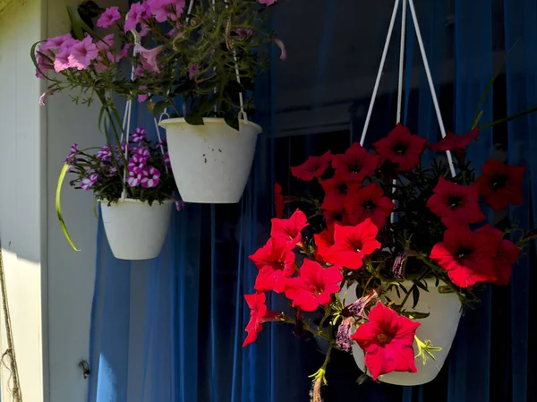 Flowers Hanging Pots Beautiful Petunias — Stock Photo, Image