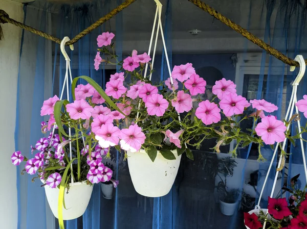 Flores Macetas Colgantes Hermosas Petunias — Foto de Stock