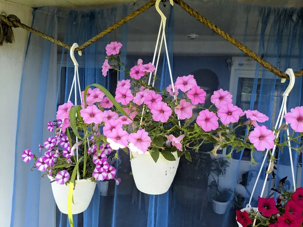 Flowers Hanging Pots Beautiful Petunias — Stock Photo, Image