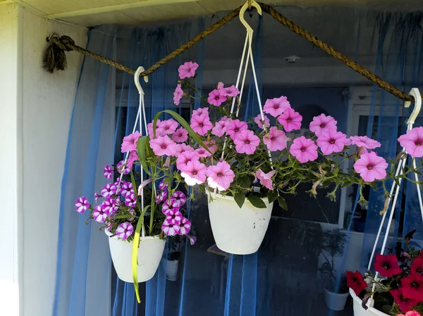 Flores Vasos Pendurados Belas Petúnias — Fotografia de Stock