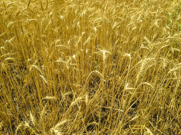 Ripe Wheat Ears Field — Stock Photo, Image