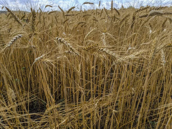 Спелые Колосья Пшеницы — стоковое фото