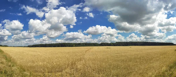 Літній Пейзаж Полем Лісом Панорама Пшеничним Полем — стокове фото