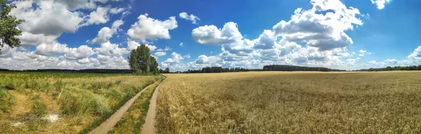 Alan Orman Ile Yaz Manzara Bir Buğday Tarlası Ile Panorama — Stok fotoğraf