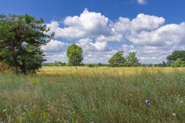 güzel yaz manzara. gökyüzünde alan ve bulutlar.