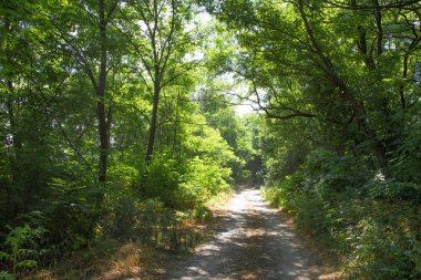 yol ve ağaçlar ile güzel yaz manzara